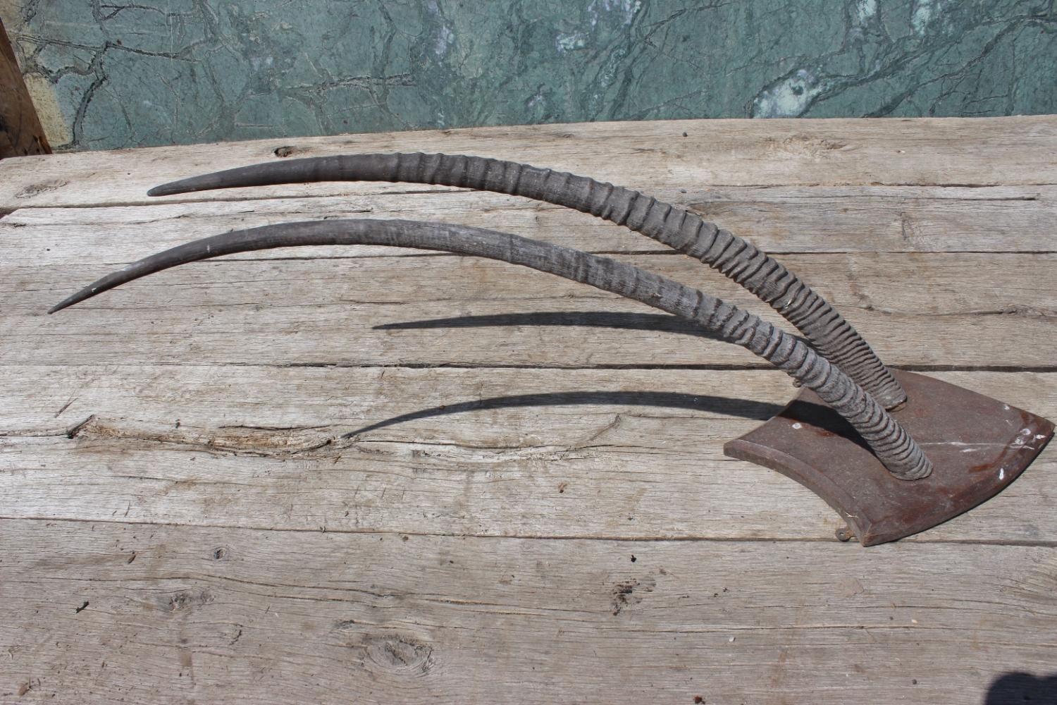 European Mounted Antelope Horns, 20th Century For Sale