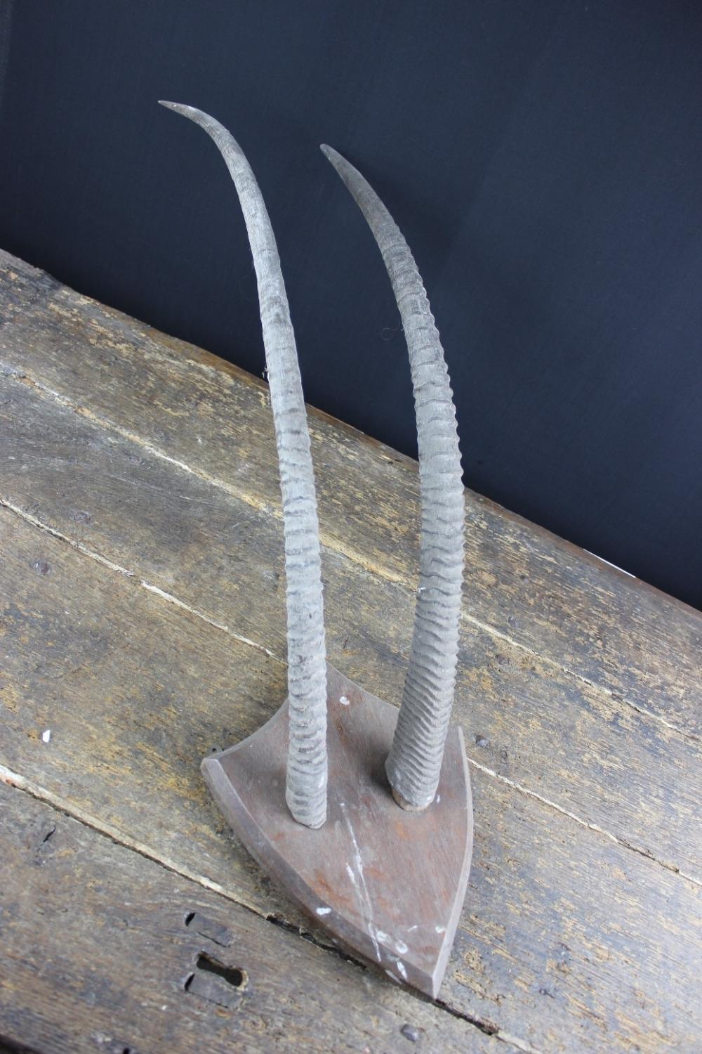 Mounted Antelope Horns, 20th Century In Good Condition For Sale In London, GB