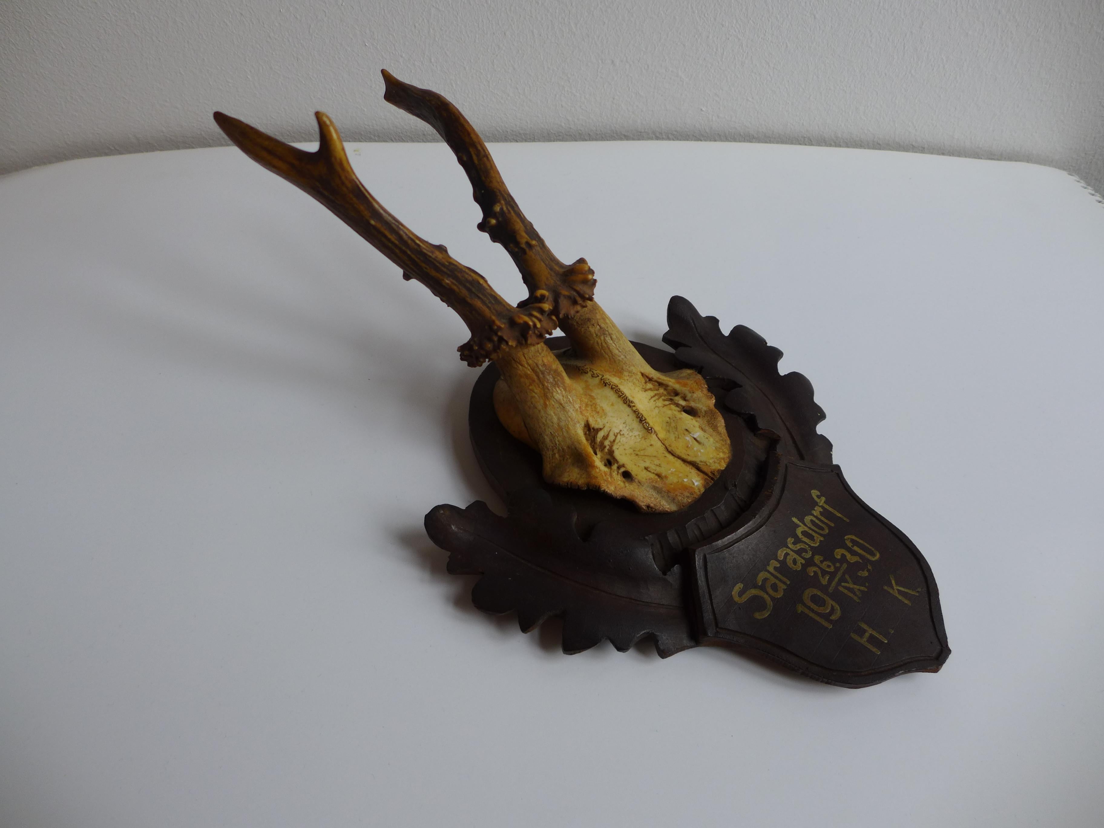 Mounted Antler Trophy Blackforest 1930 Bon état - En vente à Vienna, AT