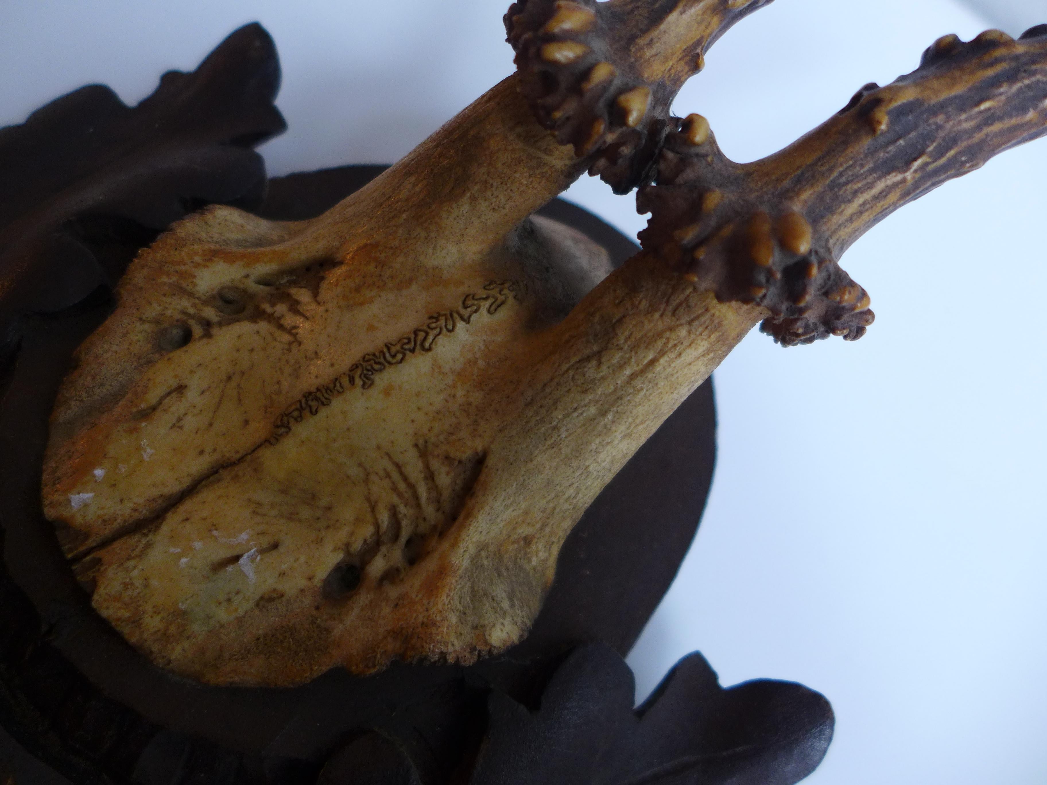 Milieu du XXe siècle Mounted Antler Trophy Blackforest 1930 en vente