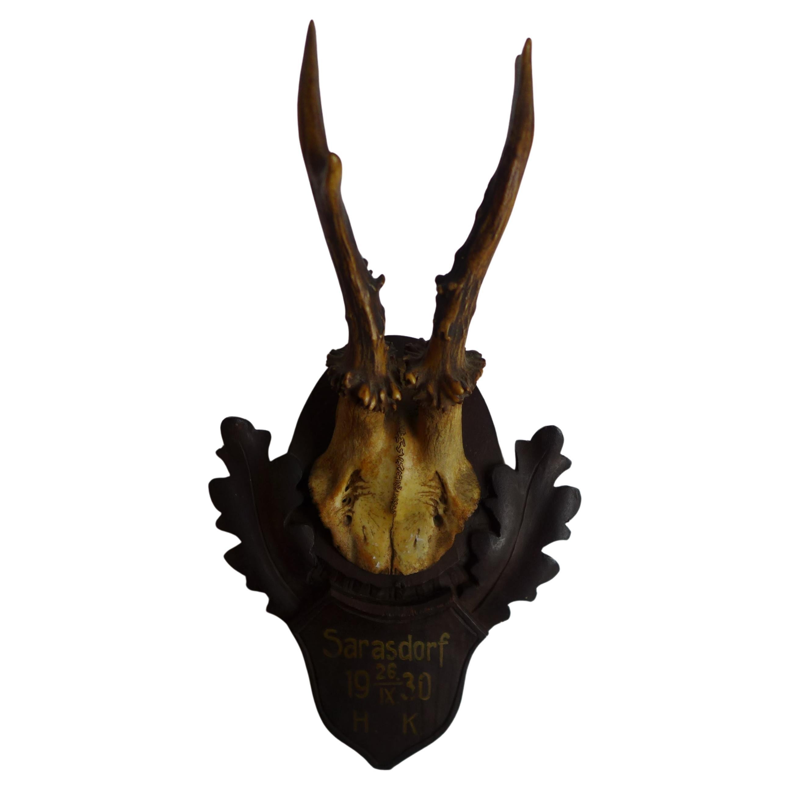 Mounted Antler Trophy Blackforest 1930