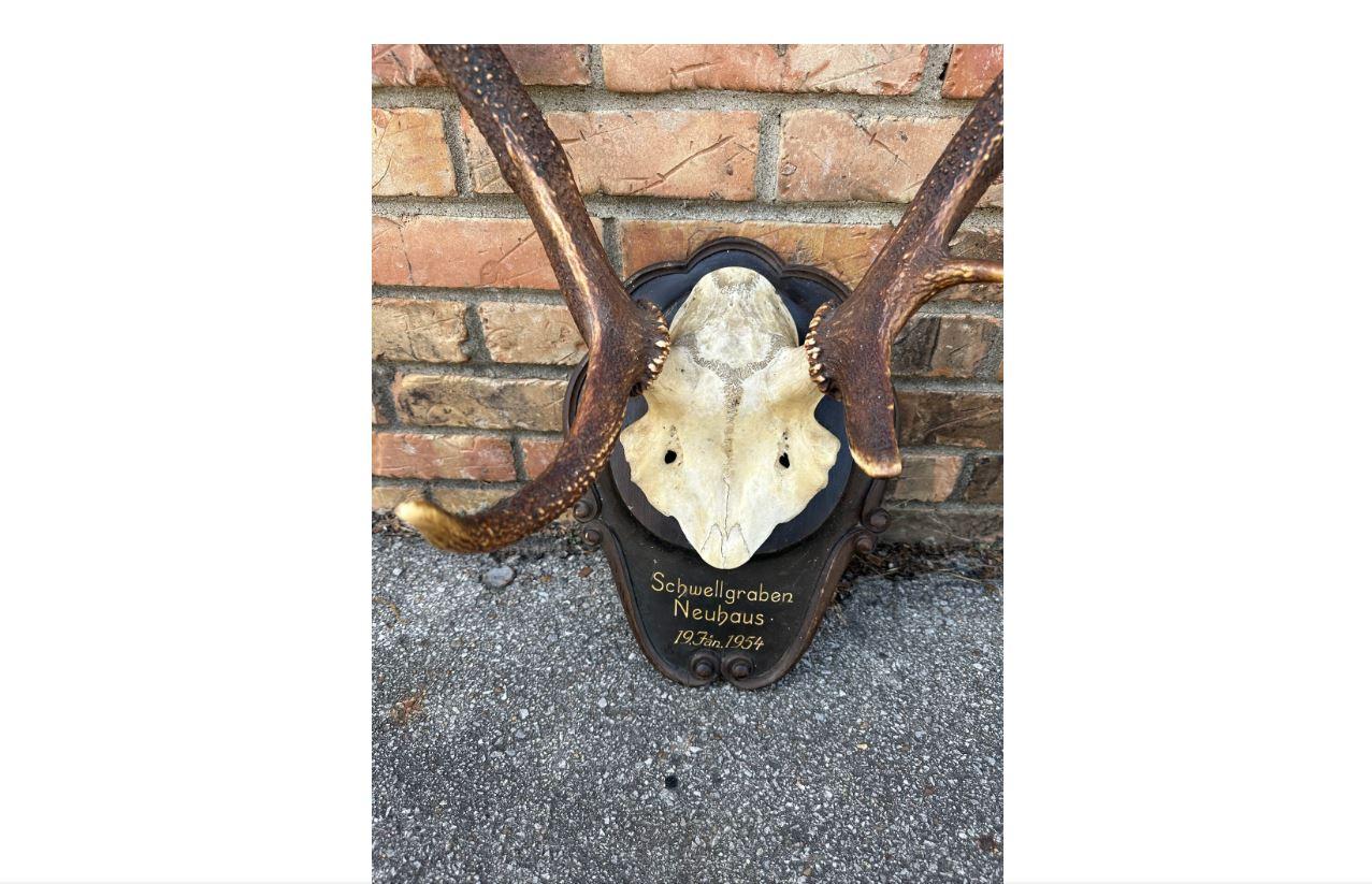This is a beautiful pair of mounted antlers! They are from a red deer stag. They are native to Southeast Asia and are one of the largest species of deer in the world. This pair is mounted on a German hand carved, shield shaped, wooden plaque. The