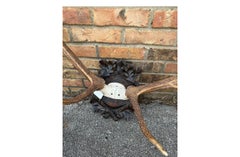 Mounted Antlers