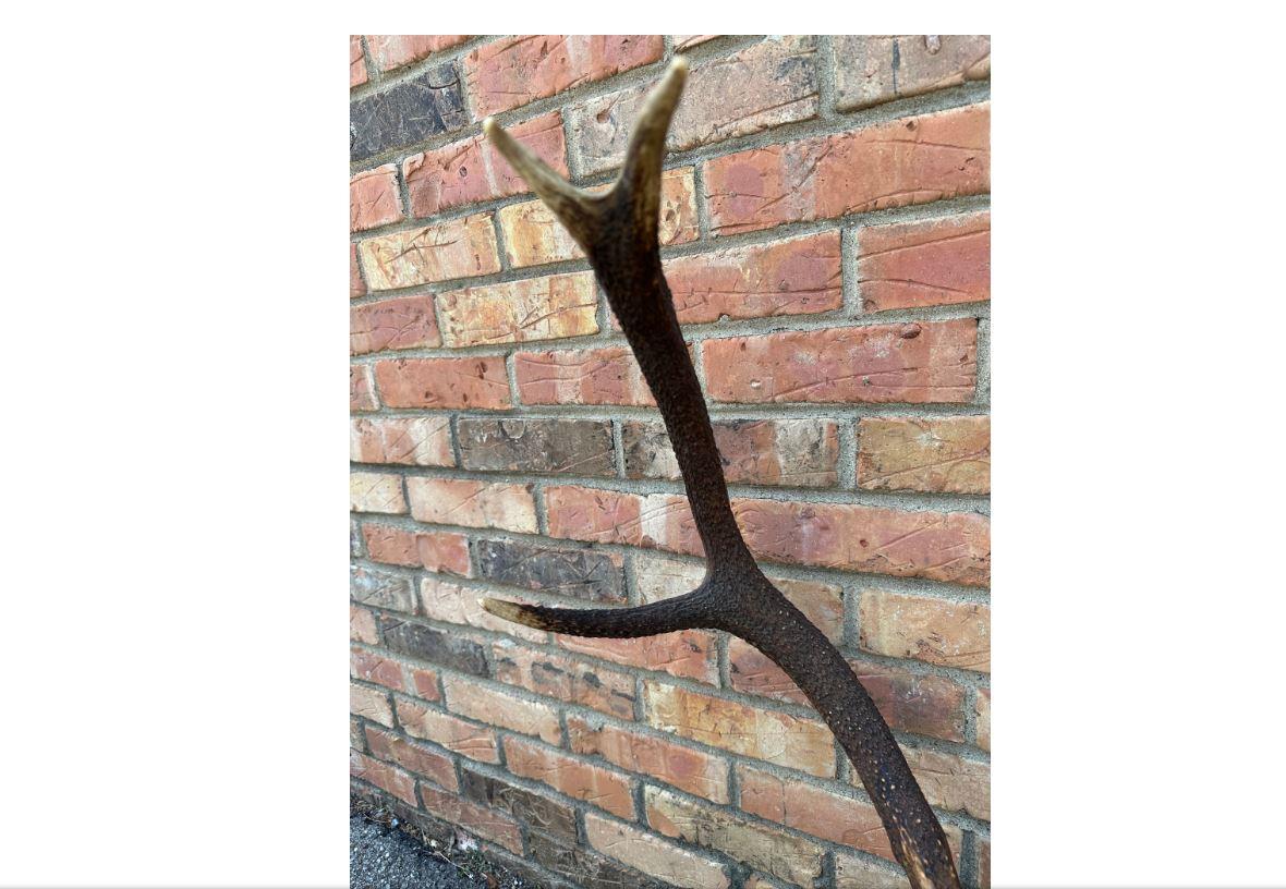 Mounted Antlers In Good Condition In Nashville, TN
