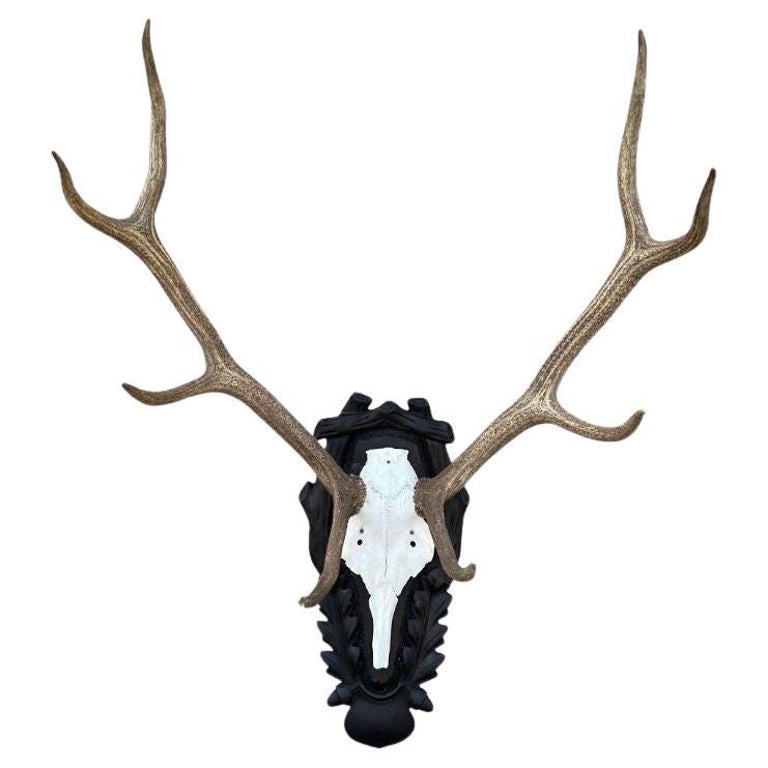 Mounted Antlers For Sale at 1stDibs