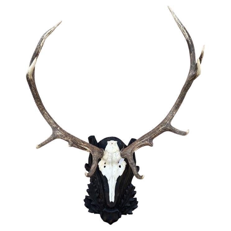 Pair of Mounted Whitetailed Deer Antlers For Sale at 1stDibs