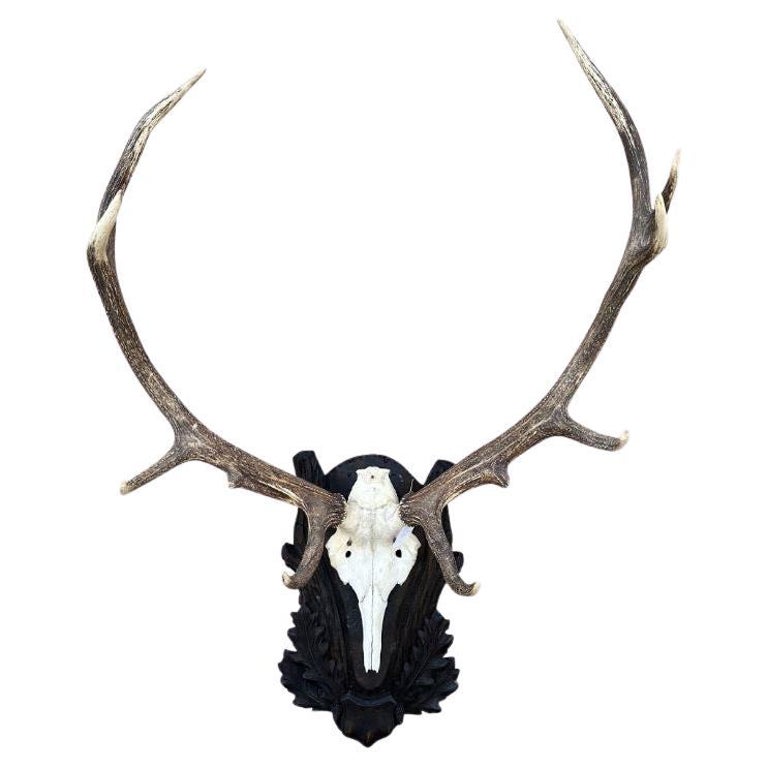 Mounted Antlers For Sale at 1stDibs