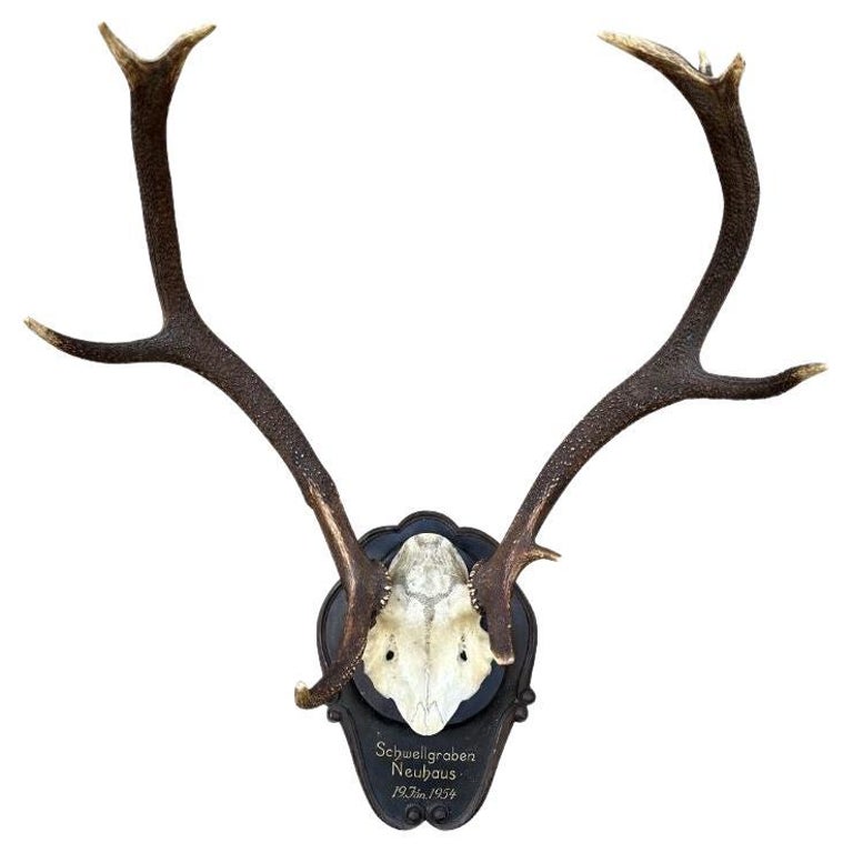 Mounted Antlers For Sale at 1stDibs