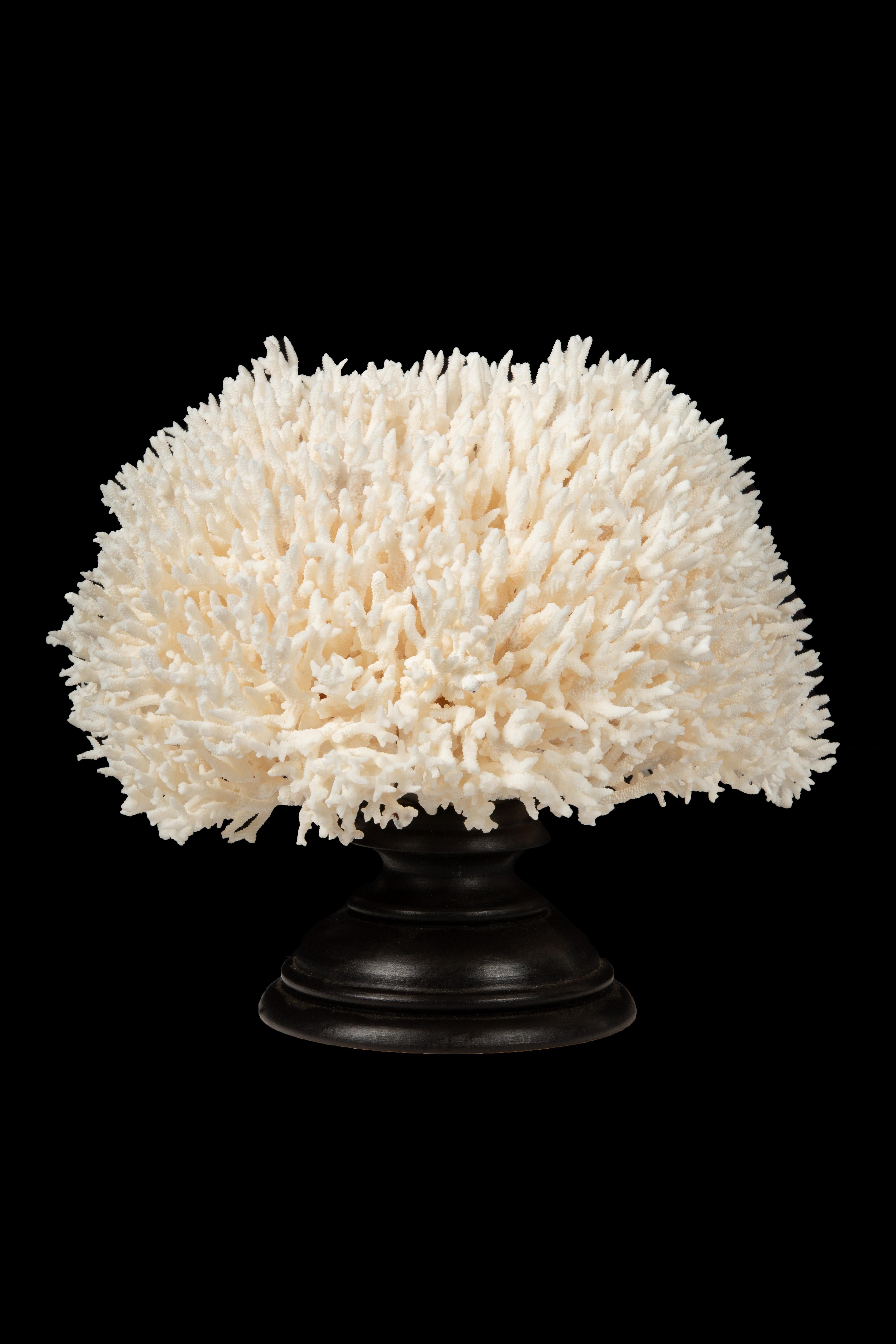 Bird Nest Coral, artfully displayed on a meticulously crafted Italian hand-turned custom black lacquer mount. This captivating piece effortlessly combines natural beauty with refined craftsmanship, making it a truly exceptional addition to any