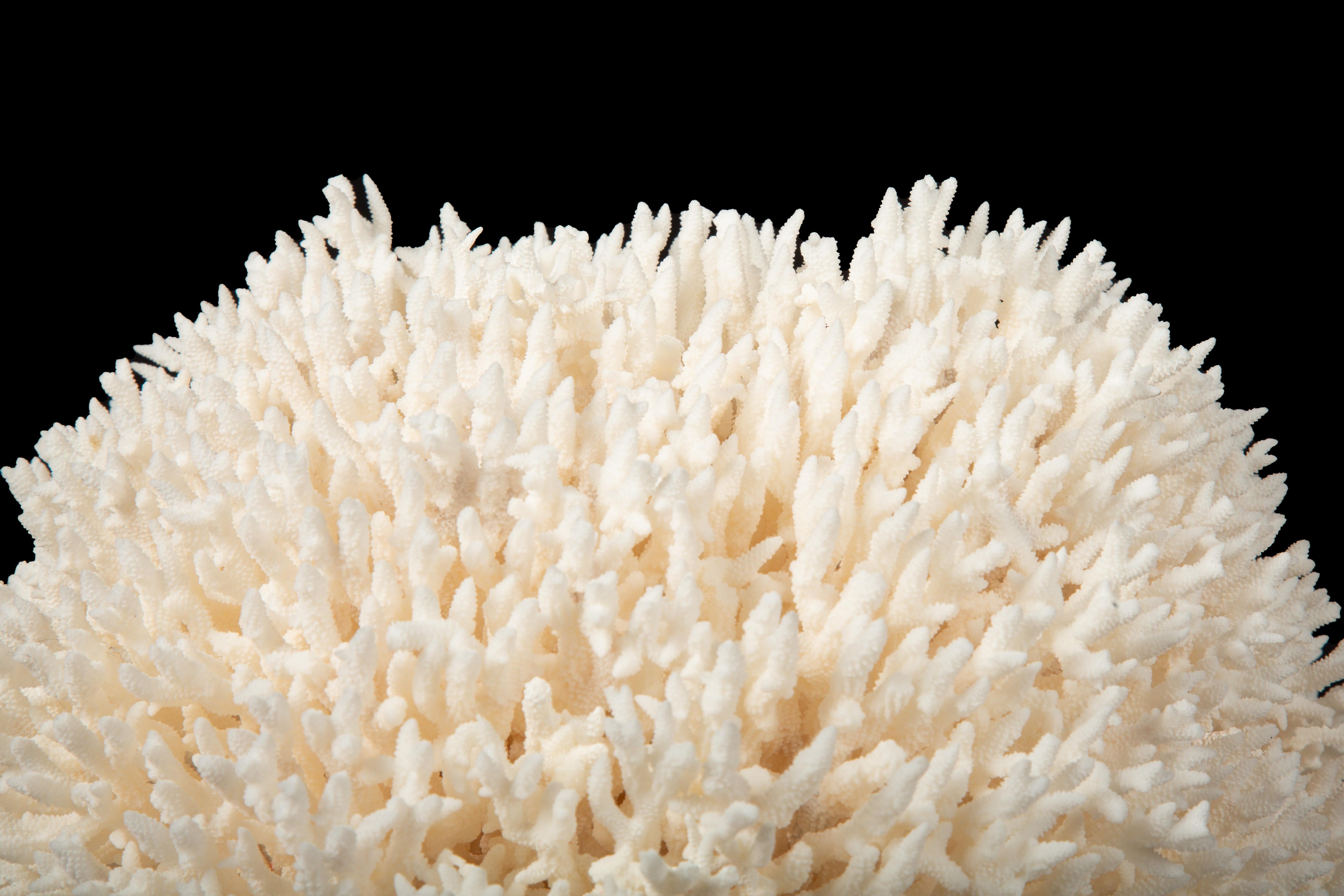 Other Mounted Bird Nest Coral