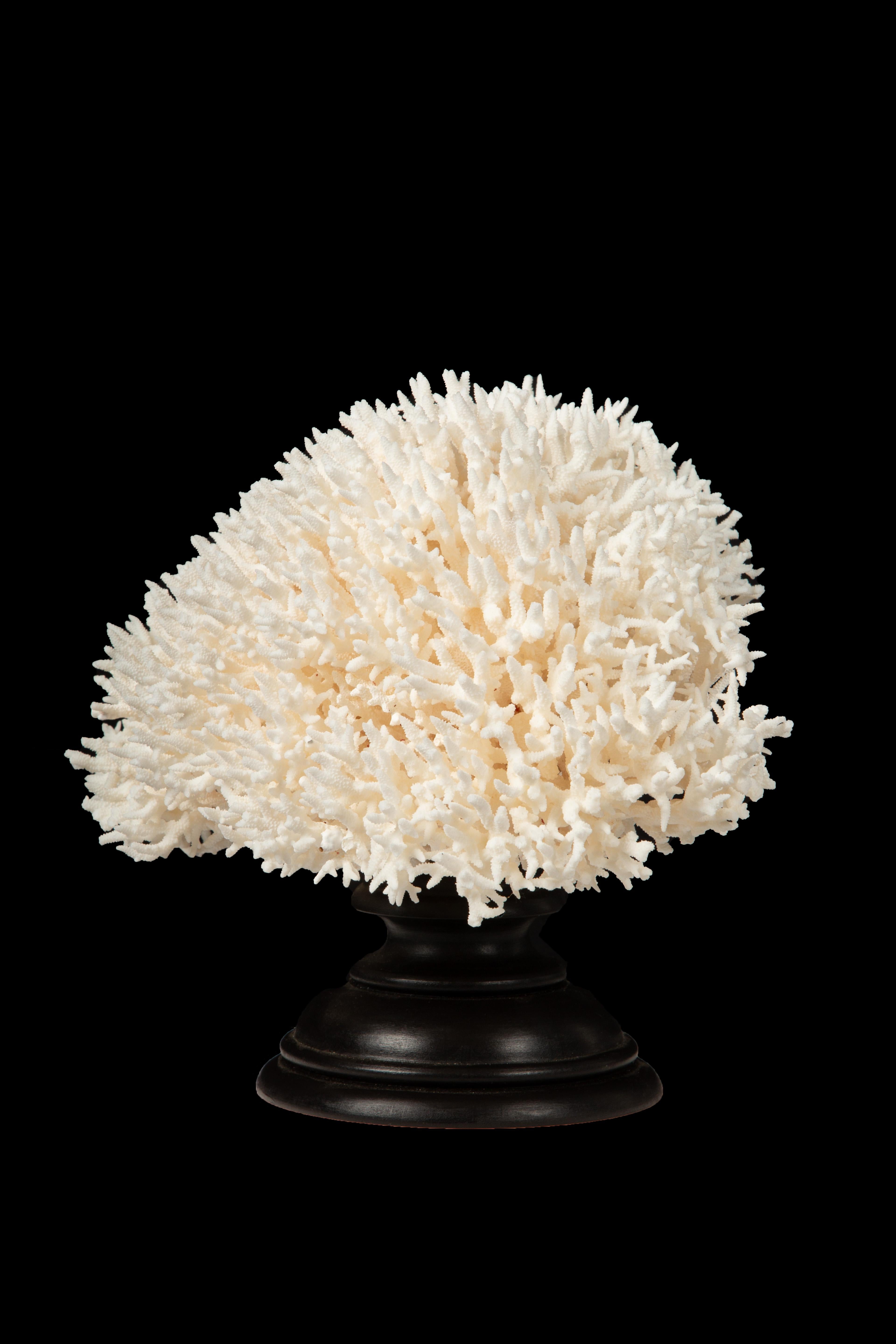 American Mounted Bird Nest Coral