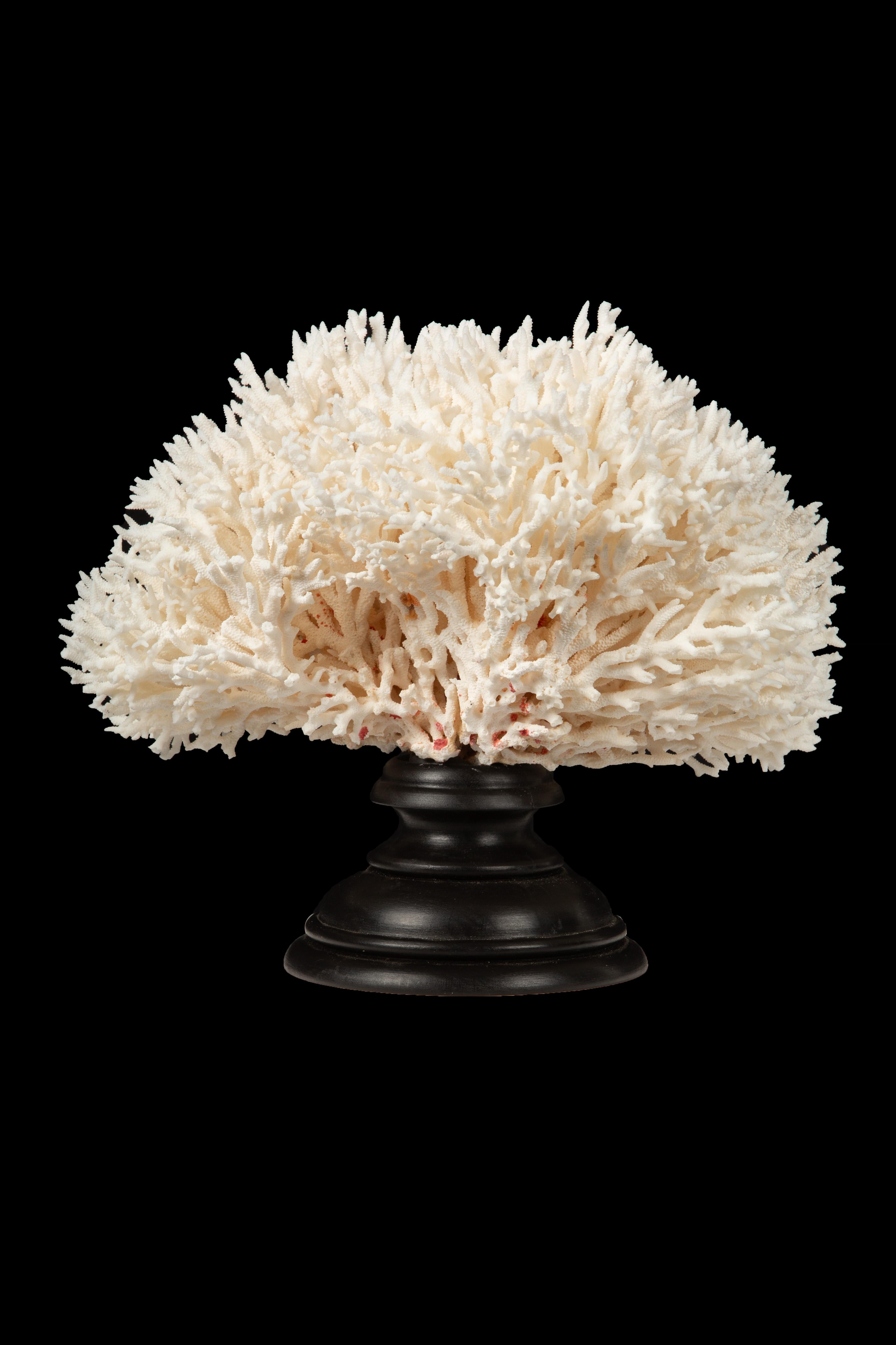 Mounted Bird Nest Coral In New Condition In New York, NY