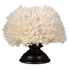Antique Mounted Bird Nest Coral
