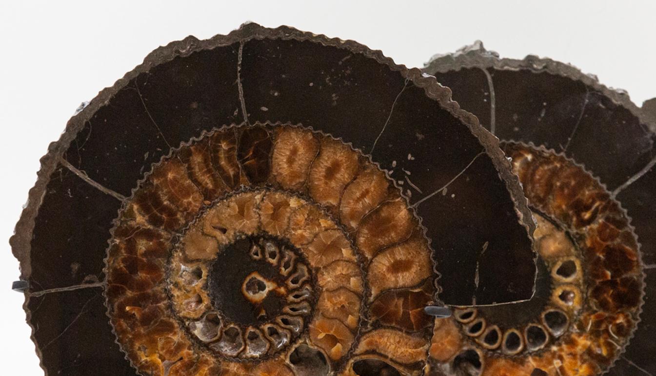 Mounted black pyrite ammonite pair. Pair of fossilized ammonite slices with pyrite mounted on a black metal base. Ammonoids are an extinct group of marine mollusk animals closely related to octopuses, squid, and cuttlefish. The name 