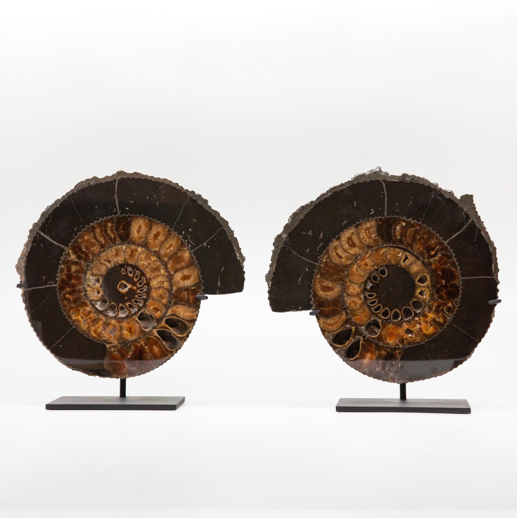 pyrite ammonites