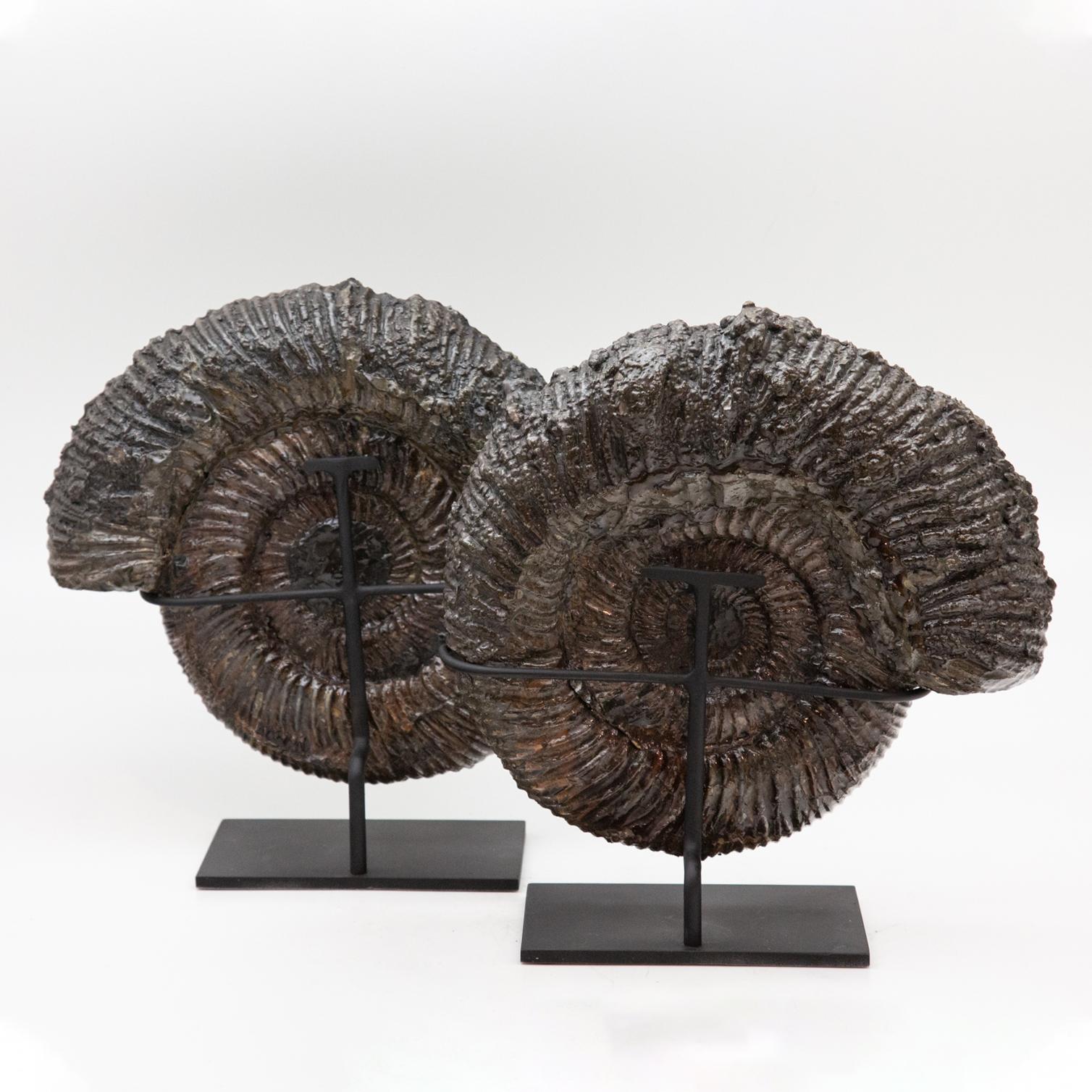 Mounted Black Pyrite Ammonite Pair In New Condition In New York, NY