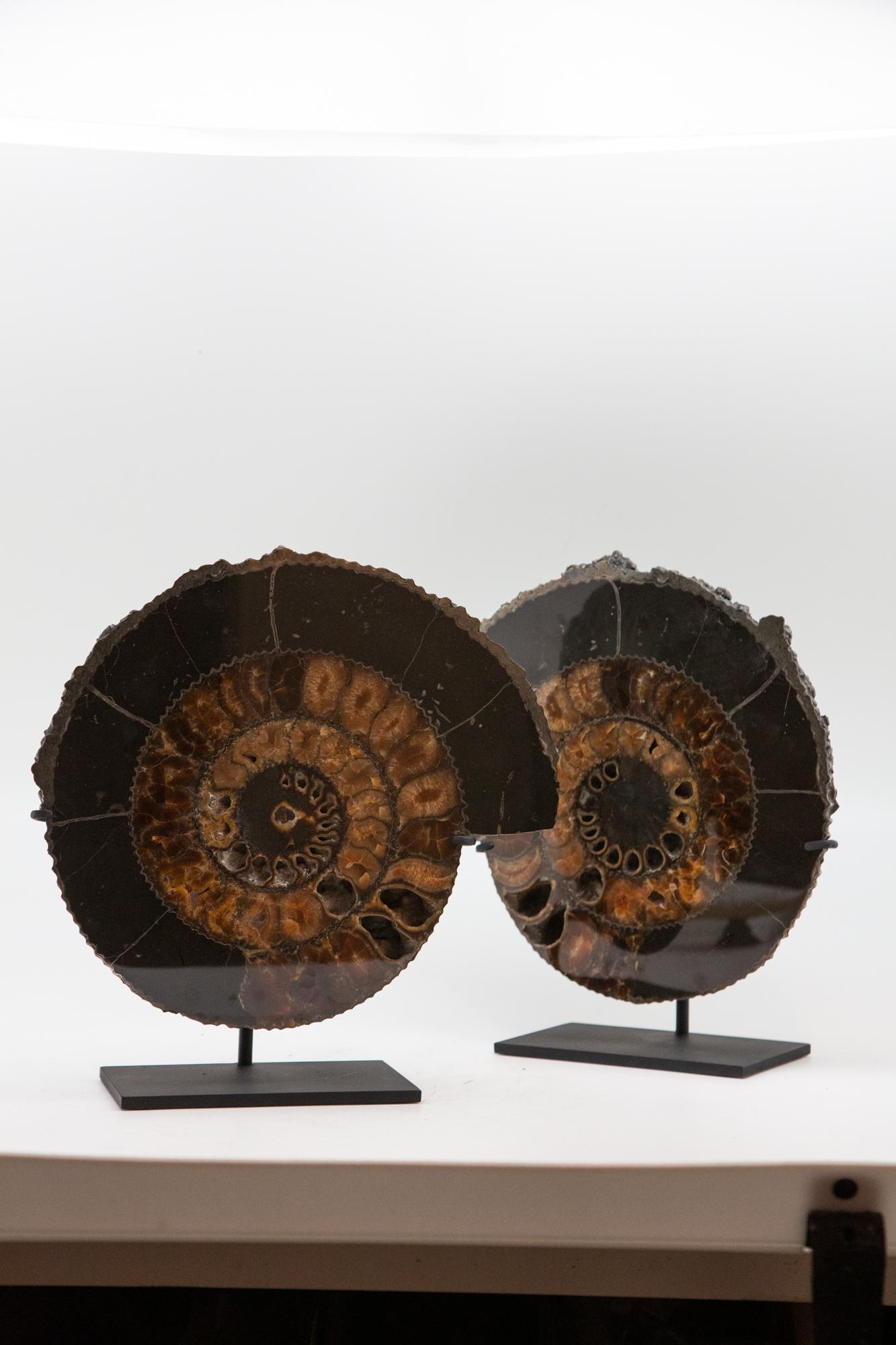 Contemporary Mounted Black Pyrite Ammonite Pair