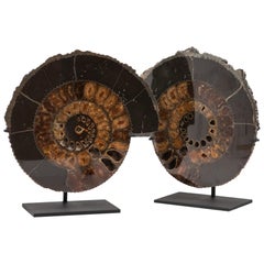 Mounted Black Pyrite Ammonite Pair