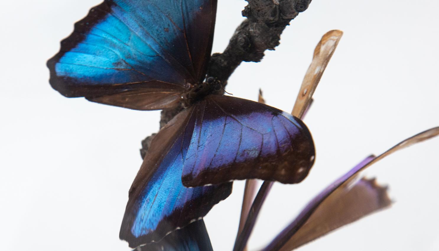 Mounted blue butterflies in glass dome. Naturalistic mounted butterfly dome with blue butterflies on natural tree branch surrounded by moss. Measures: 13.5