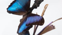 Mounted Blue Butterflies in Glass Dome