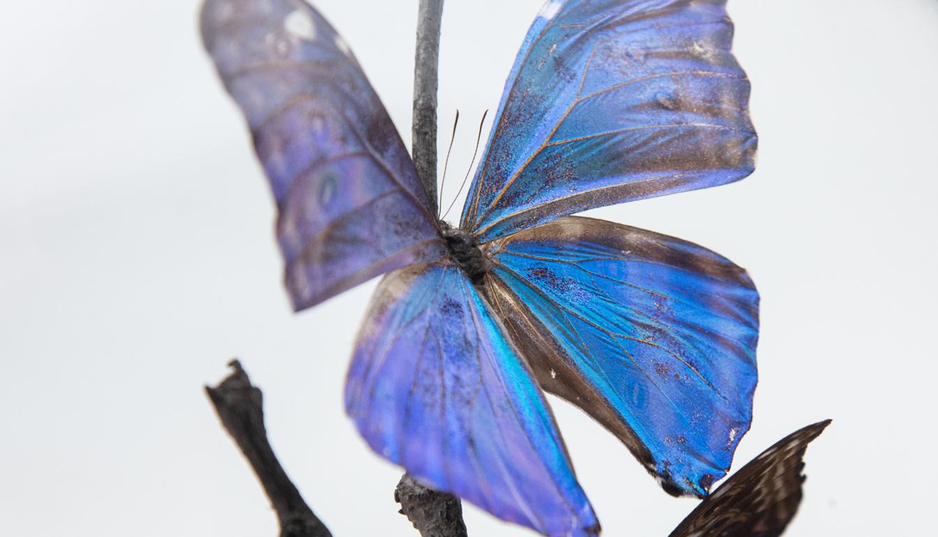 butterfly in glass dome