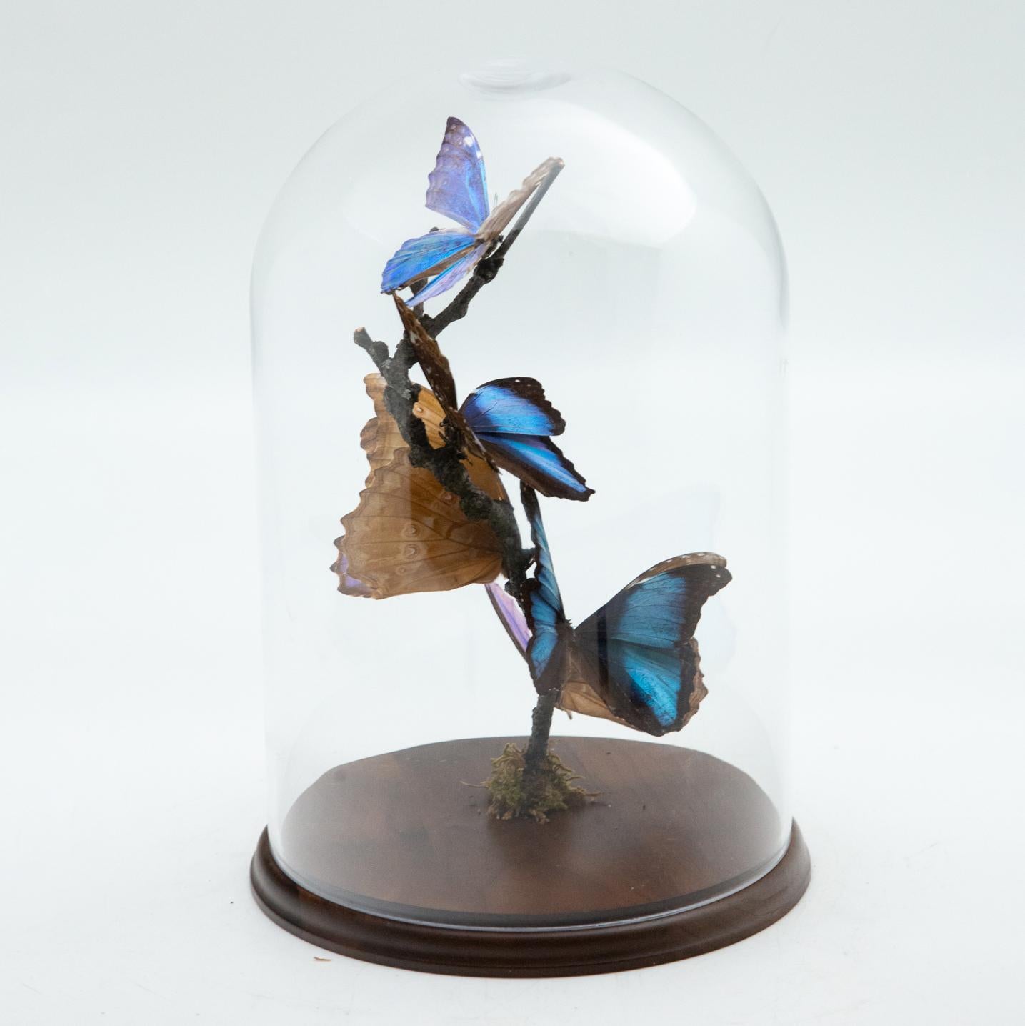 butterfly glass dome
