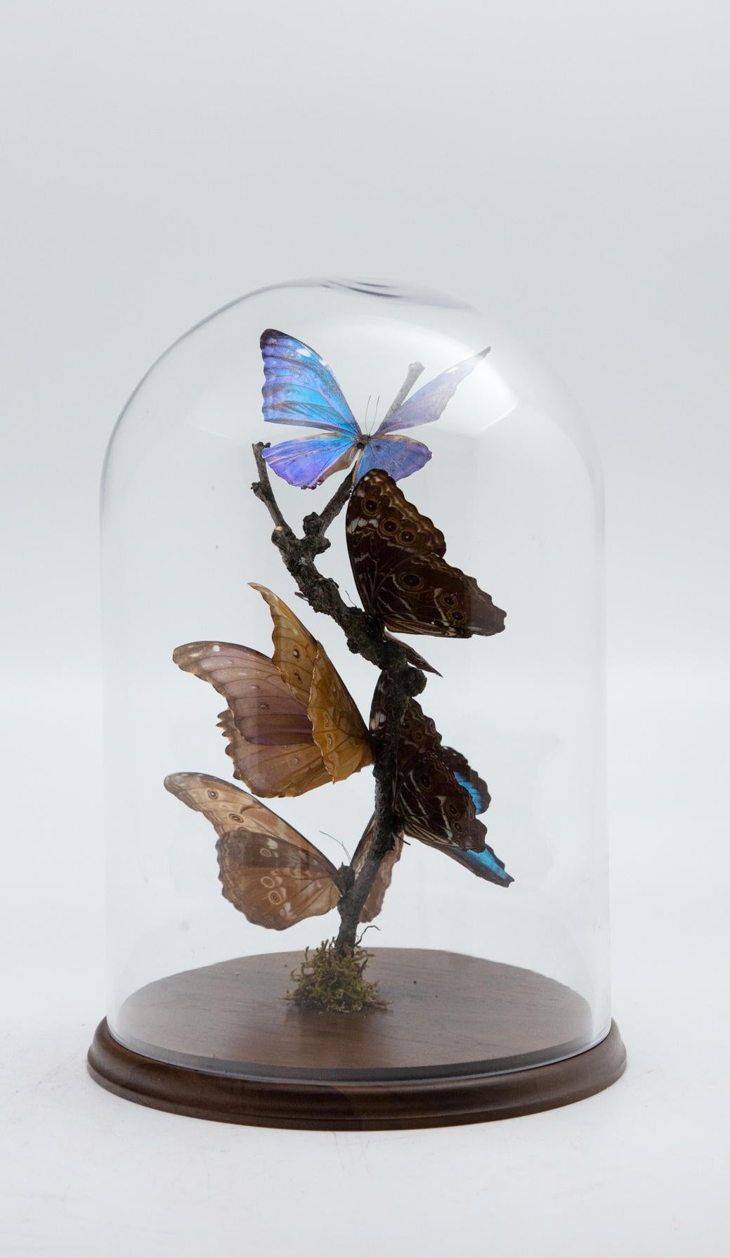Mounted Blue Butterflies in Glass Dome In New Condition In New York, NY