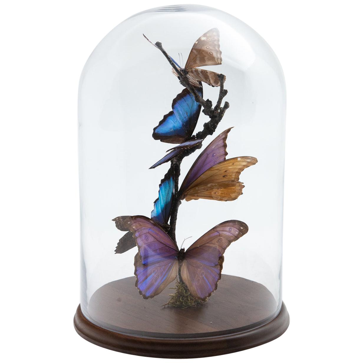 Mounted Blue Butterflies in Glass Dome