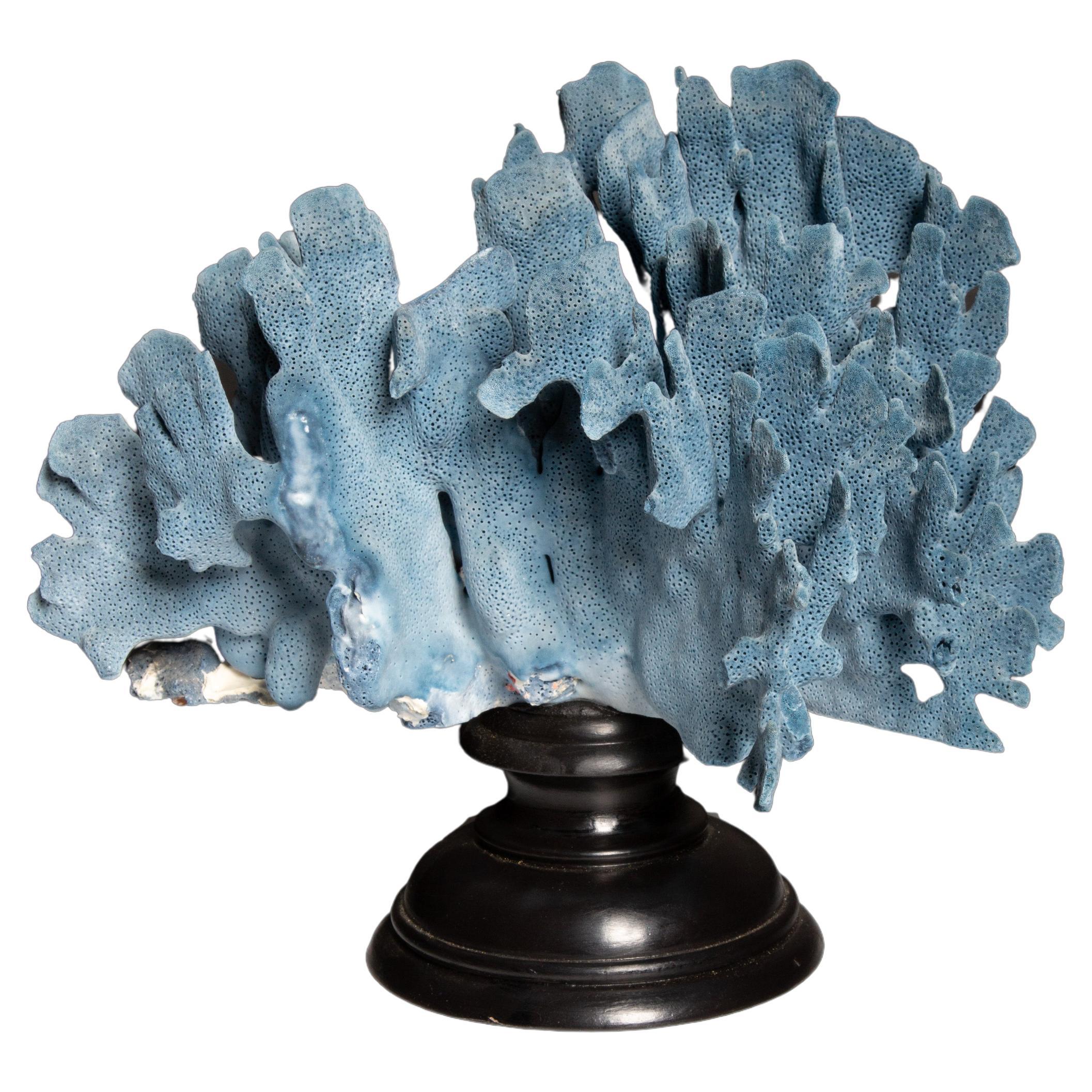 Natural Blue Coral at 1stDibs