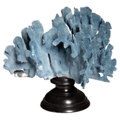 Mounted Blue Coral