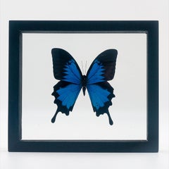 Mounted Blue Papilionidae Butterfly