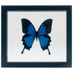Mounted Blue Papilionidae Butterfly