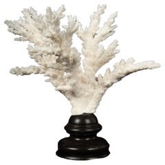 Mounted Branch Coral