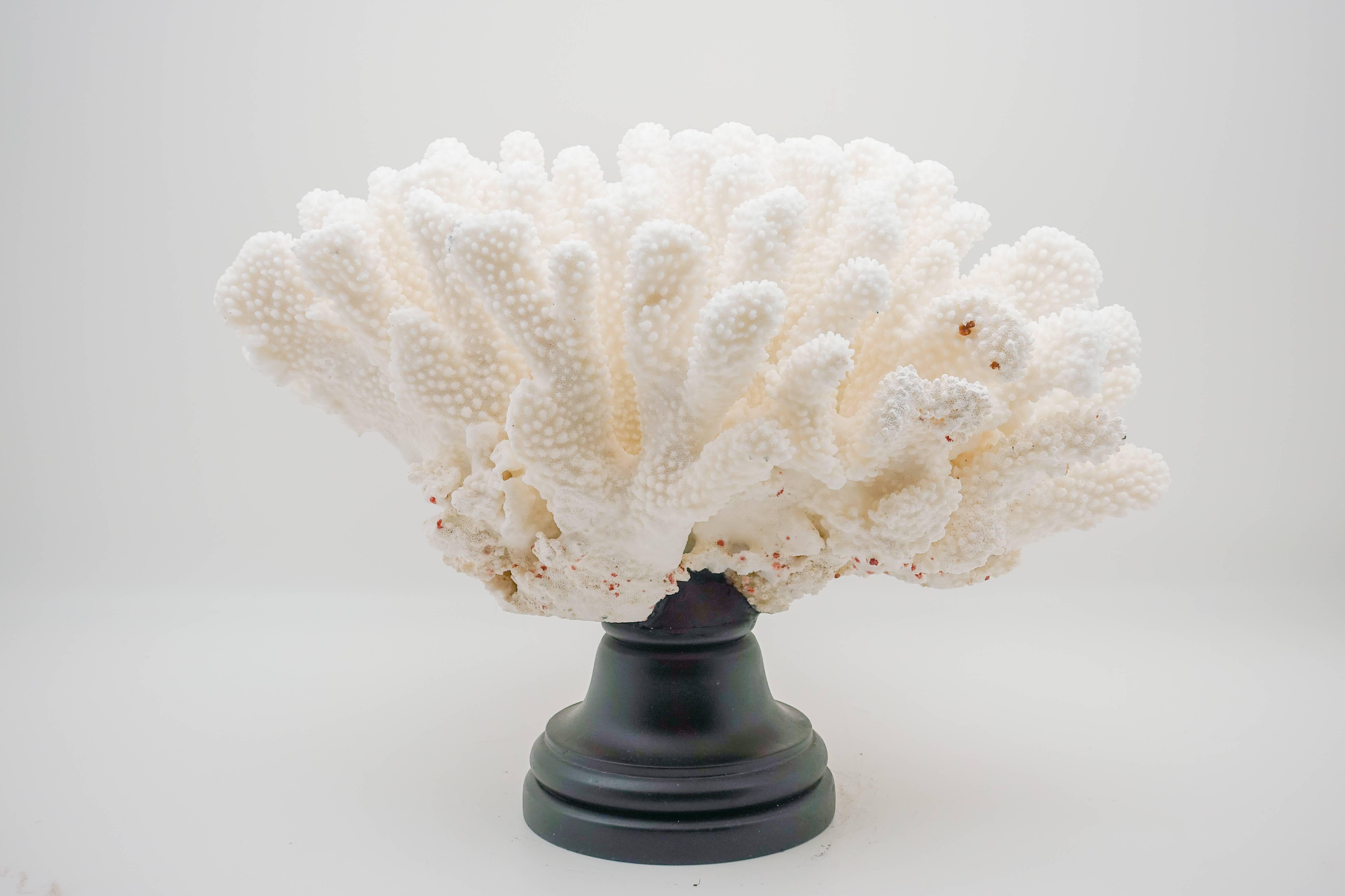 Large custom mounted cats paw coral. Cats paw coral is very sturdy with white extremities that resemble a cat's paw. Real coral adds natural beauty to your surroundings.