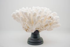 Mounted Cats Paw Coral