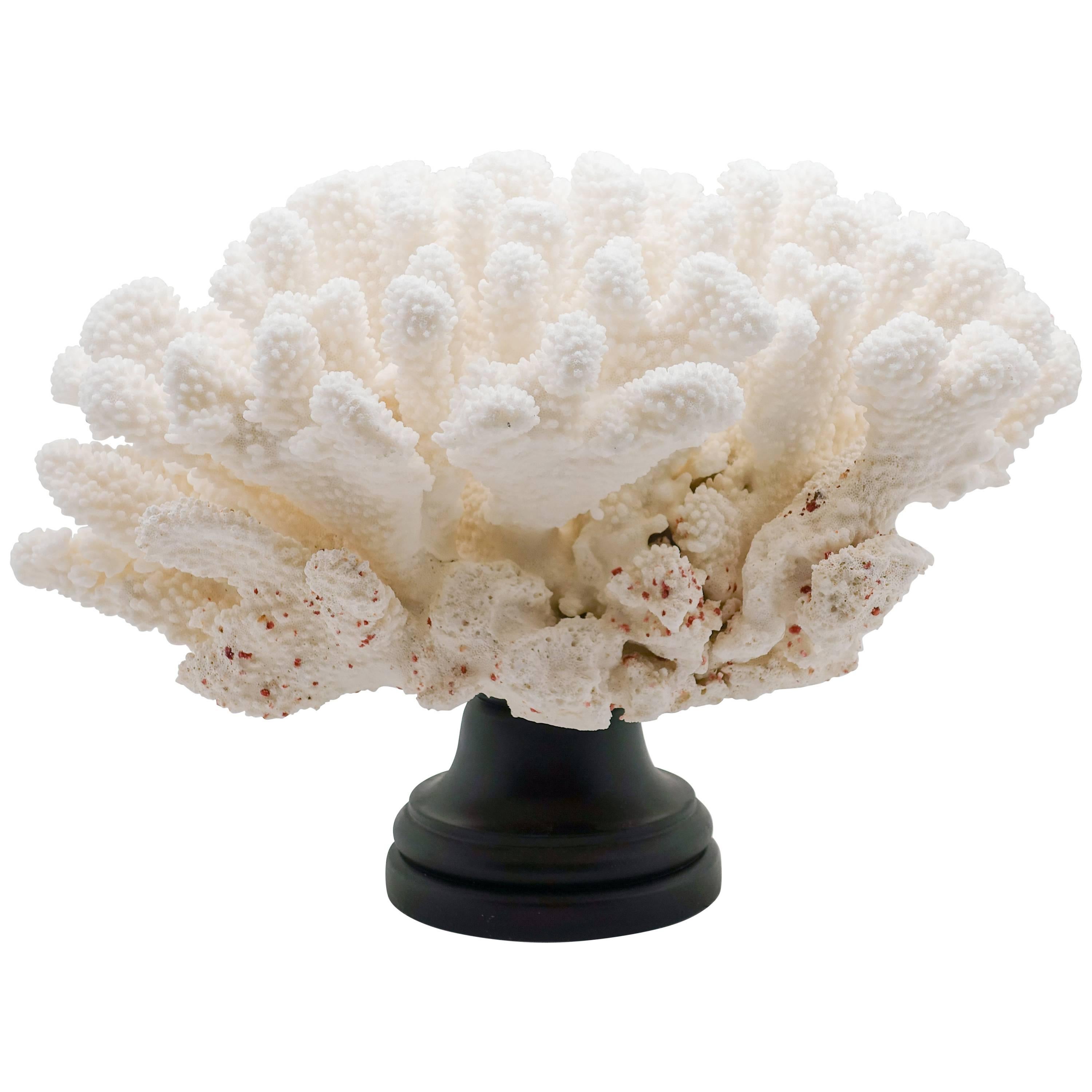 Mounted Cats Paw Coral