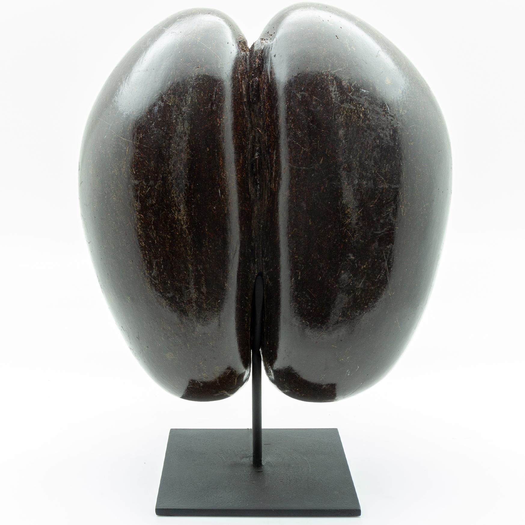 Coco de mer mounted on metal black base. Commonly known as the sea coconut, or double coconut, it is the monotypic genus of the palm family. Measures: Height 14.4”
