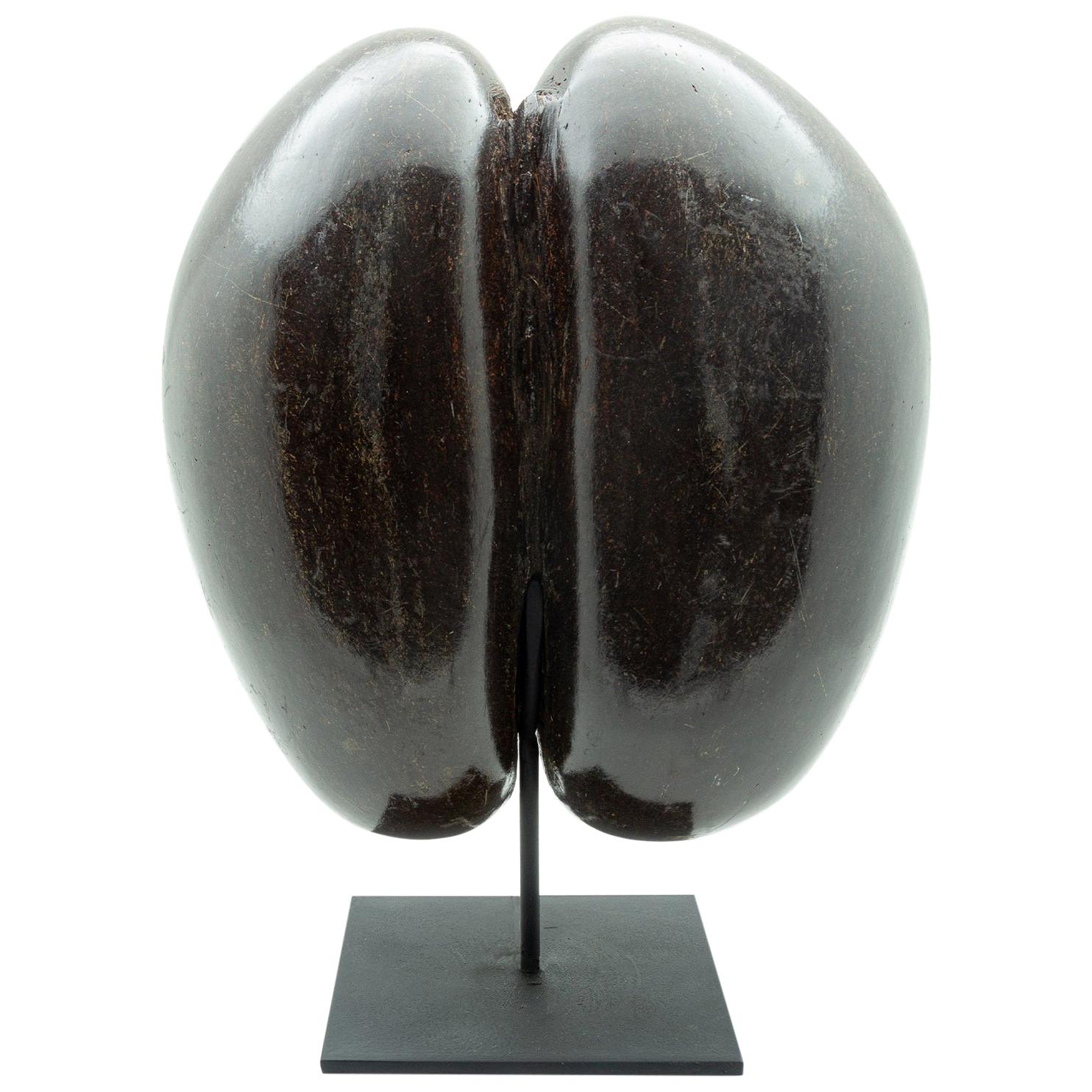 Mounted Coco de Mer from the Seychelles at 1stDibs