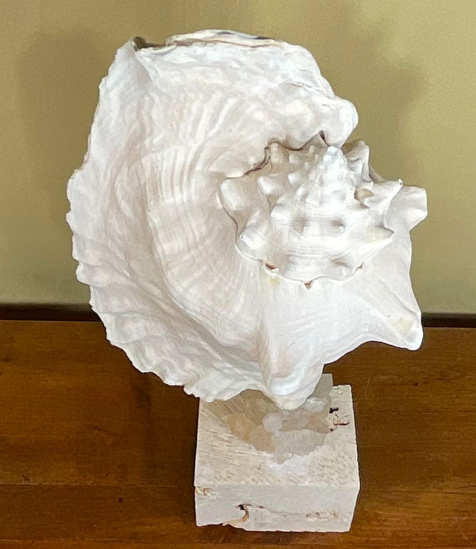 Mounted Conch Shell with Crystal For Sale 4