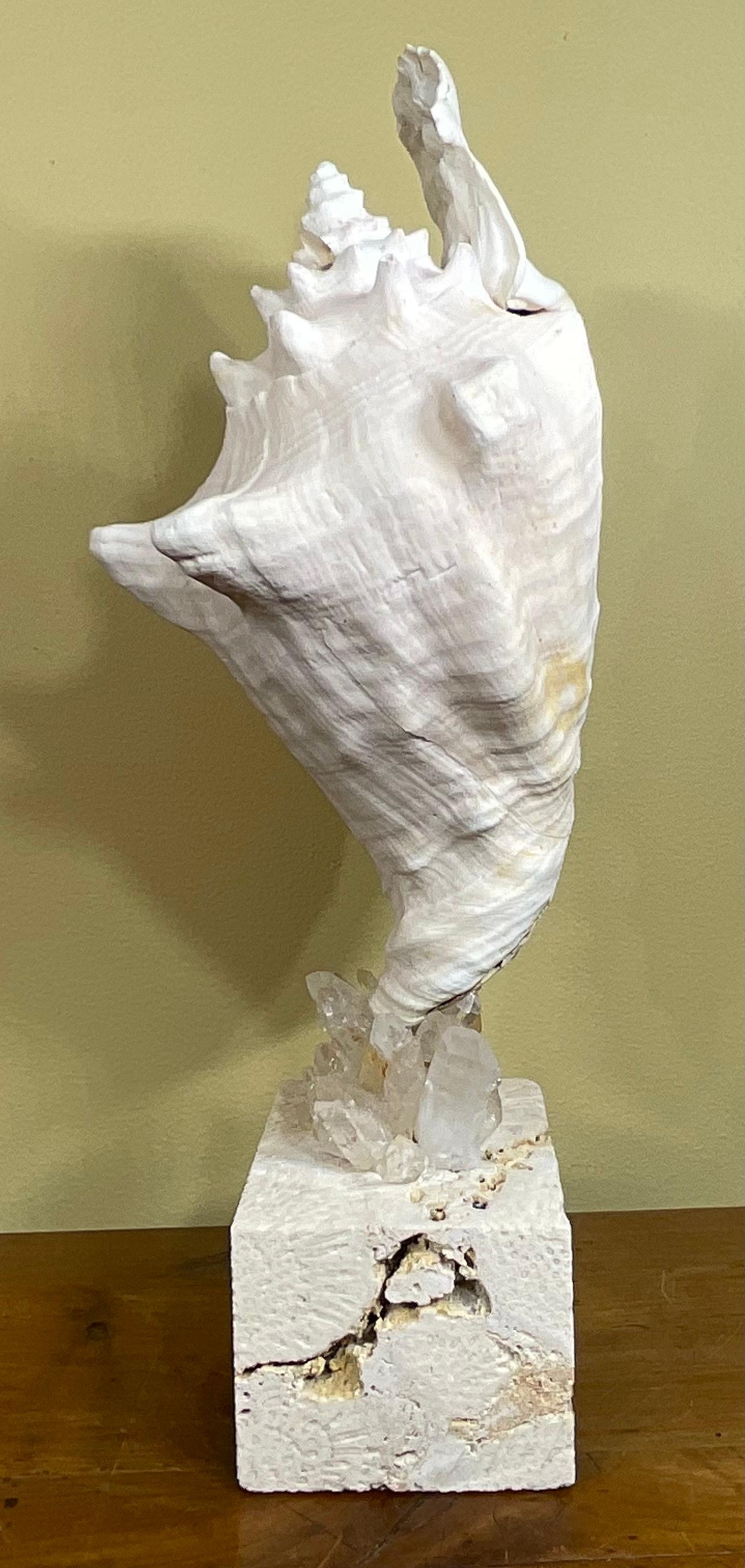 Mounted Conch Shell with Crystal For Sale 5