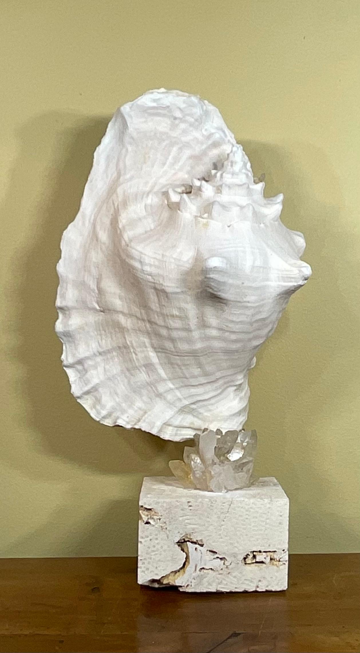 Mounted Conch Shell with Crystal For Sale 7