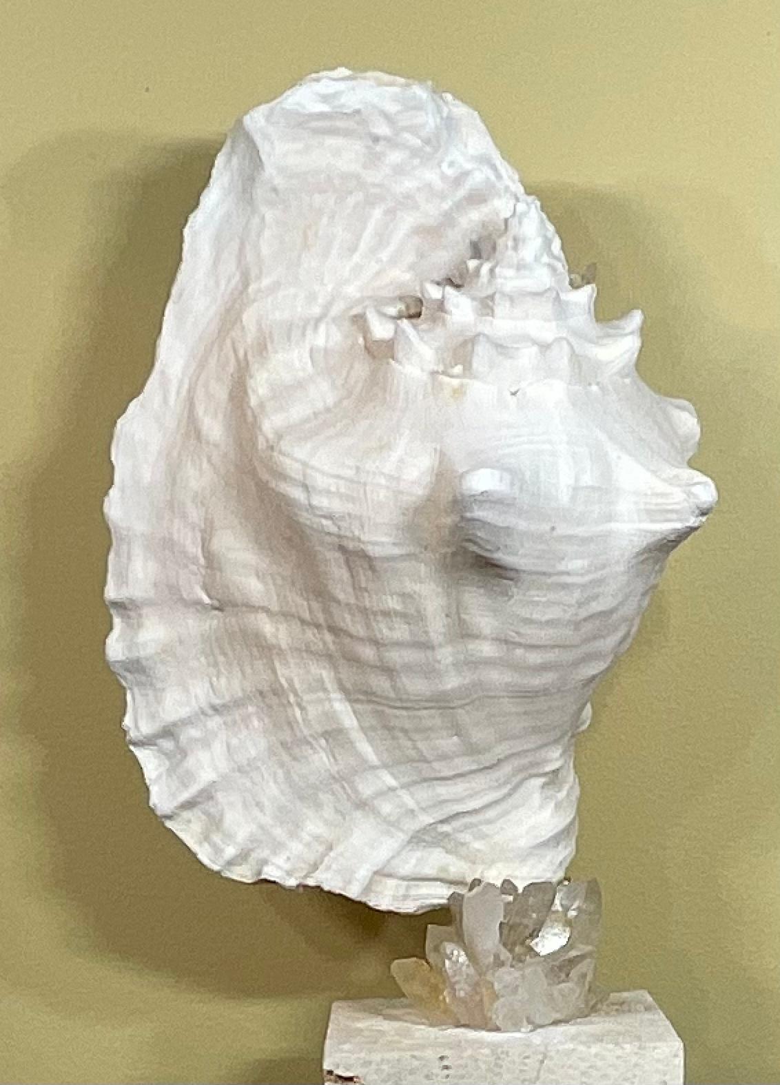Mounted Conch Shell with Crystal For Sale 8