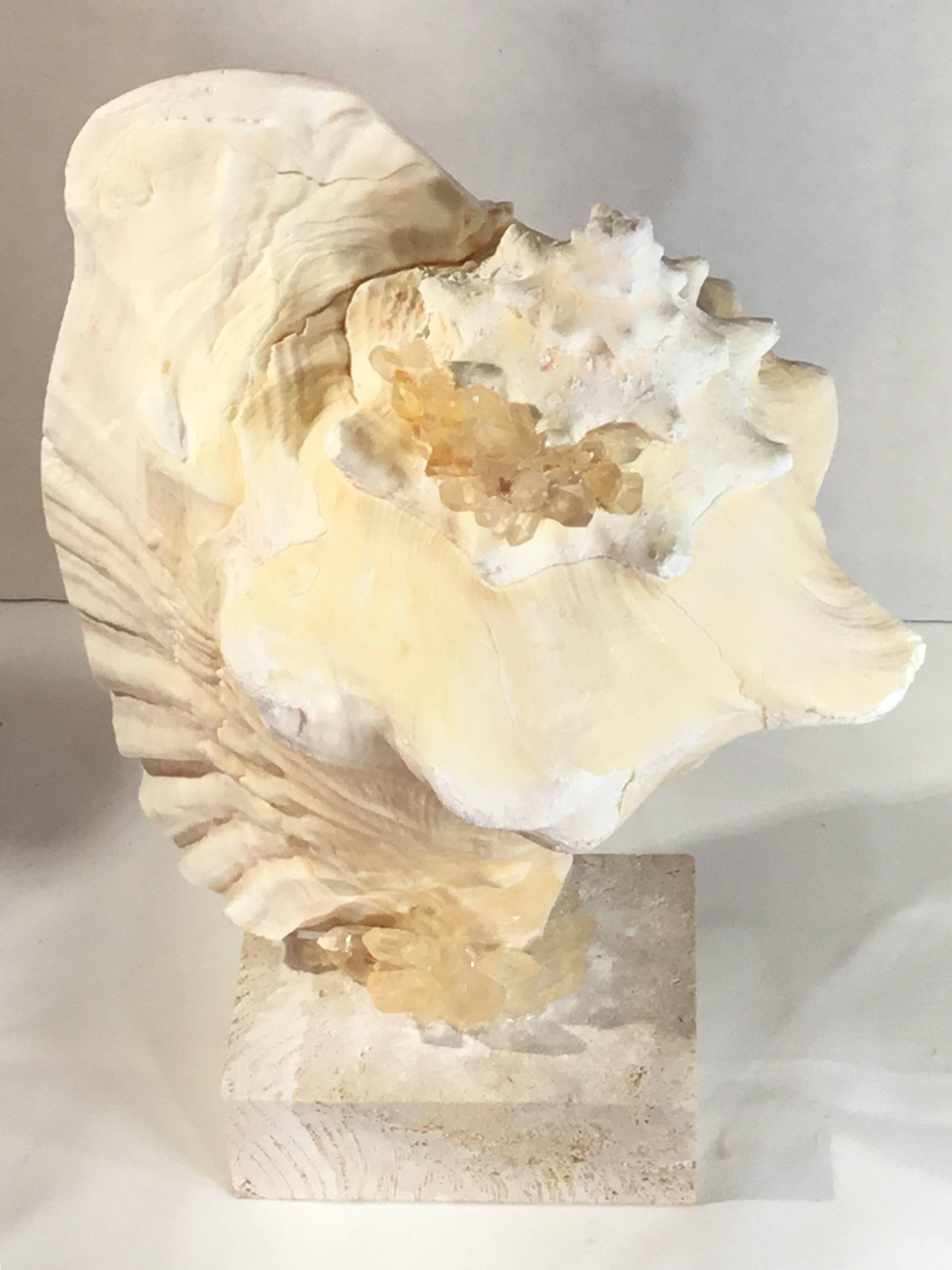 Beautiful conch shell professionally mounted on a coral base, with crystal quartz pieces artistically embedded in decorative object of art for display.