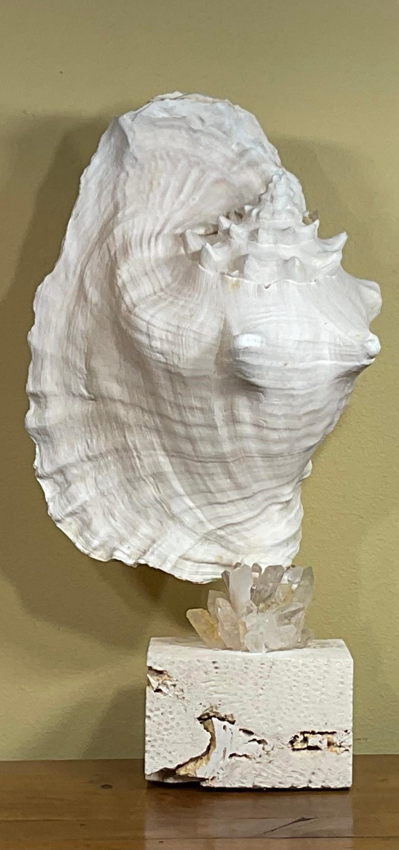Beautiful conch shell professionally mounted on a coral base, with crystal quartz pieces artistically embedded in, decorative object of art for display.