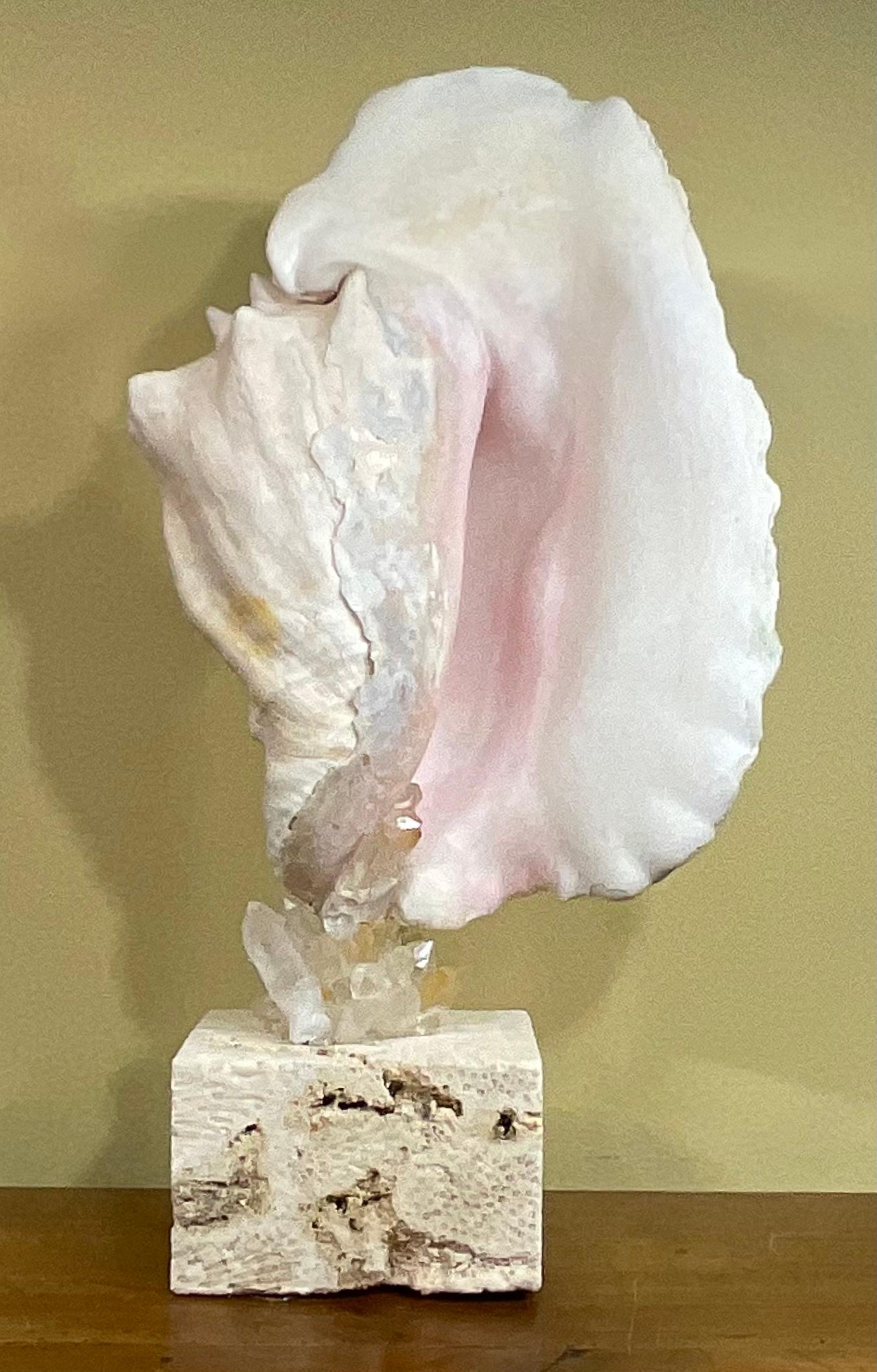 Coral Mounted Conch Shell with Crystal For Sale