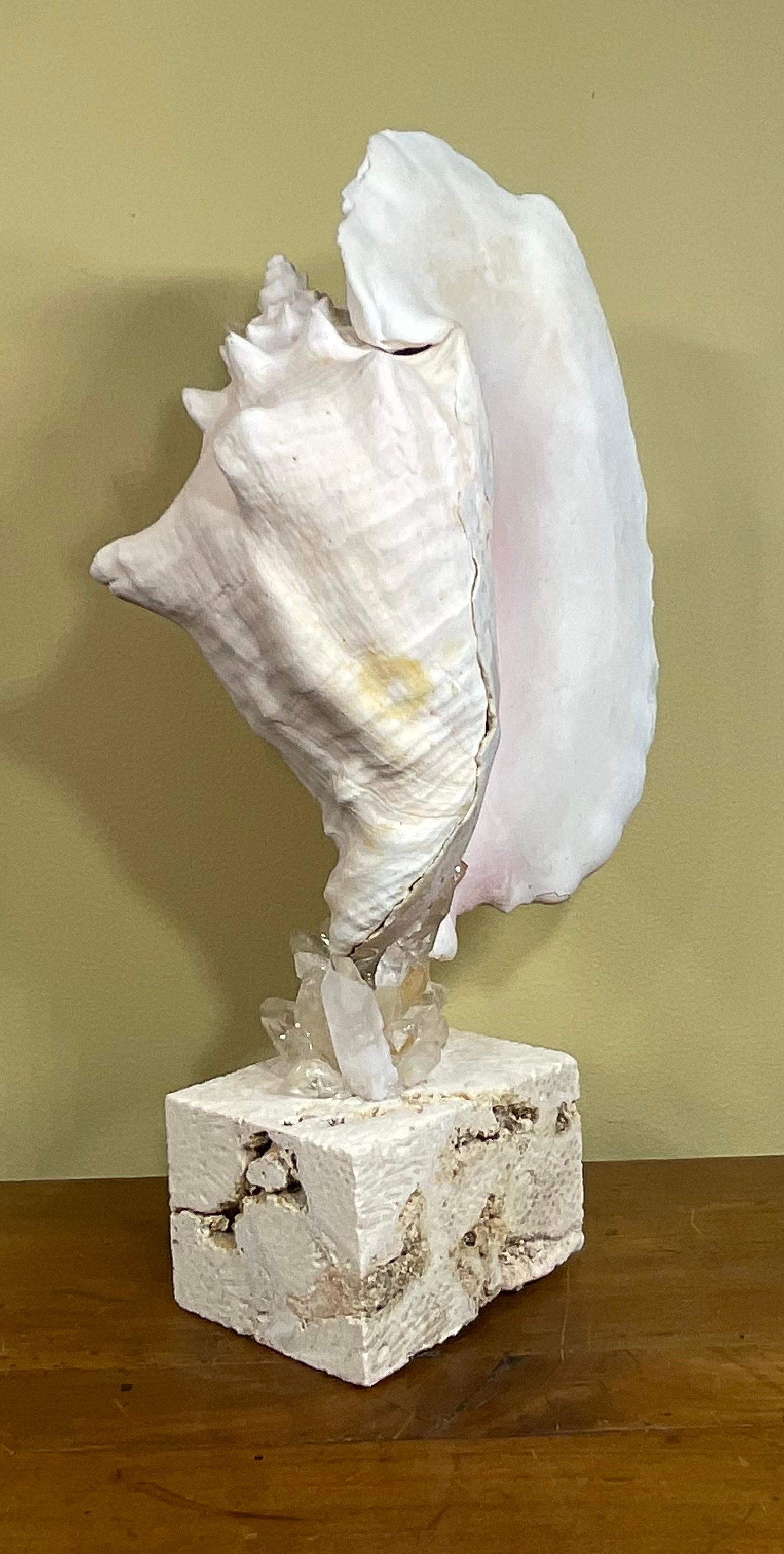 Mounted Conch Shell with Crystal For Sale 1
