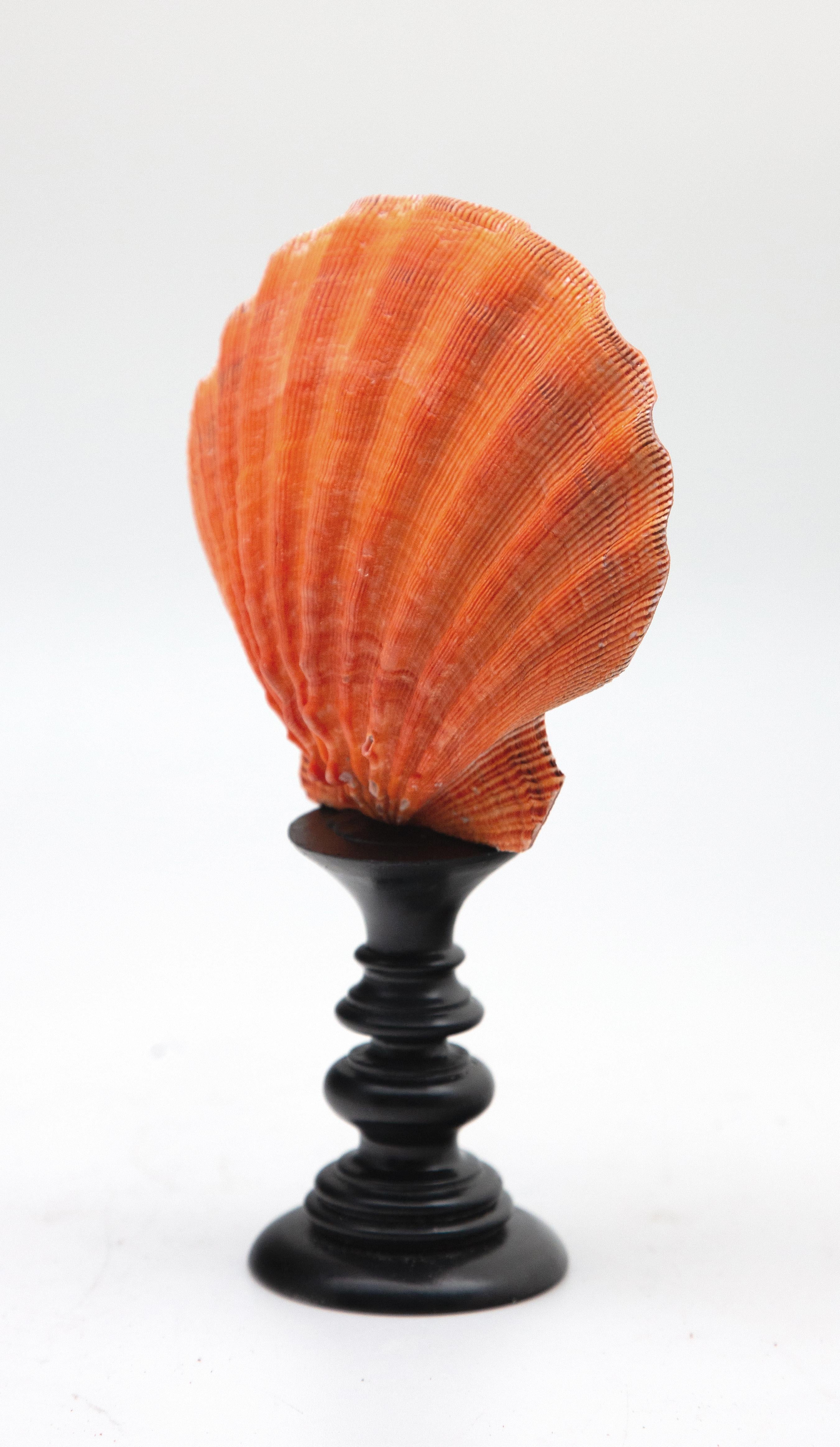 Mounted coral color Pecten on turned wood stand. Coral colored pecten mounted on black turned-wood stand. Measure: 8.5