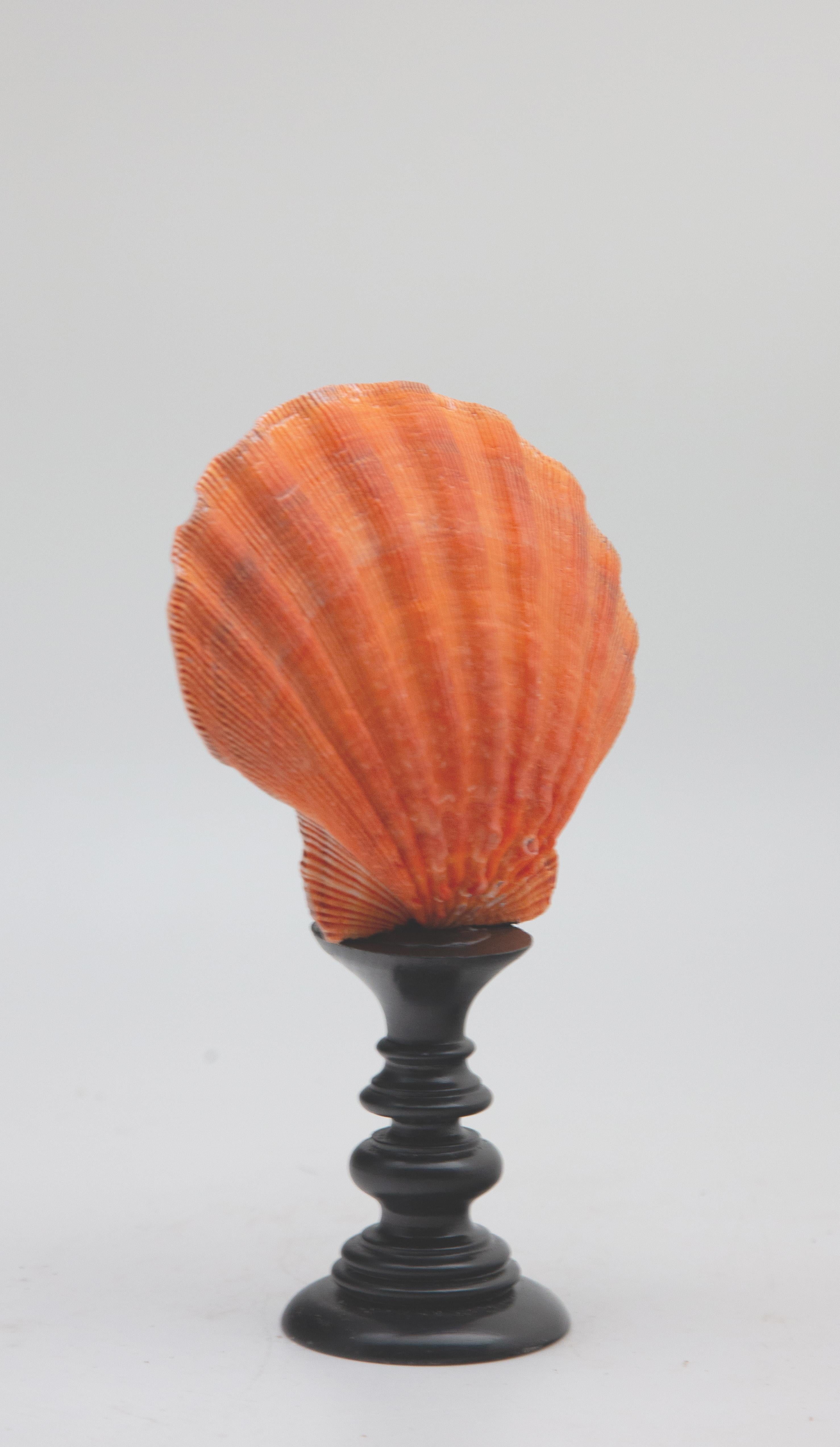 Mounted Coral Color Pecten on Turned Wood Stand In New Condition In New York, NY