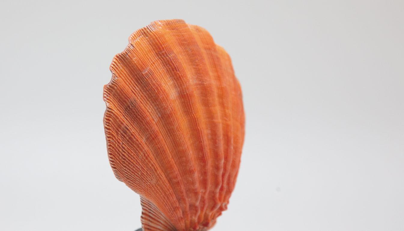 Contemporary Mounted Coral Color Pecten on Turned Wood Stand
