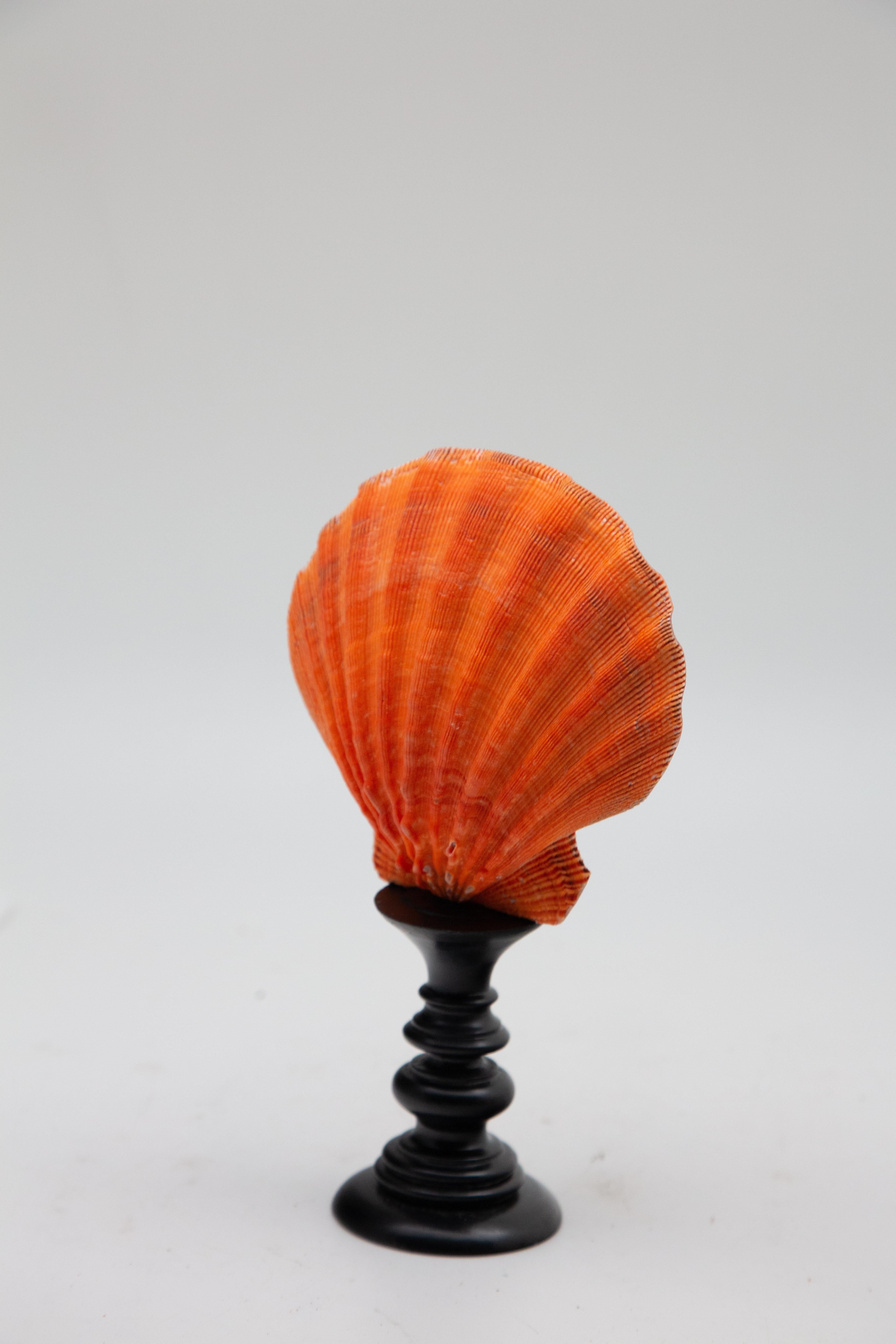 Mounted Coral Color Pecten on Turned Wood Stand 1